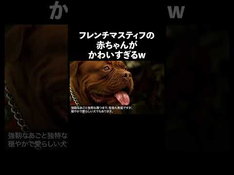 フレンチマスティフ 犬 生態解説 雑学 サムネイル