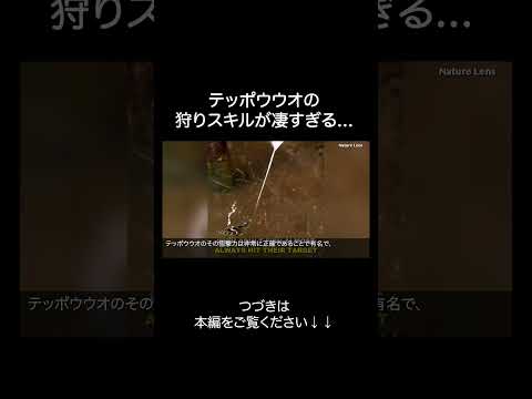テッポウウオが賢すぎる