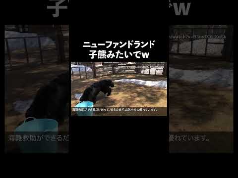 ニューファンドランド 犬 生態解説 雑学 サムネイル