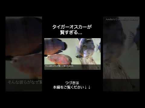 タイガーオスカーが賢すぎる サムネイル