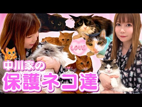 【保護ネコ】ネコハウス中川家の全７匹を紹介！みんな元気です サムネイル