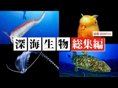 【最新版】深海生物ランキングまとめ【一気見】 サムネイル