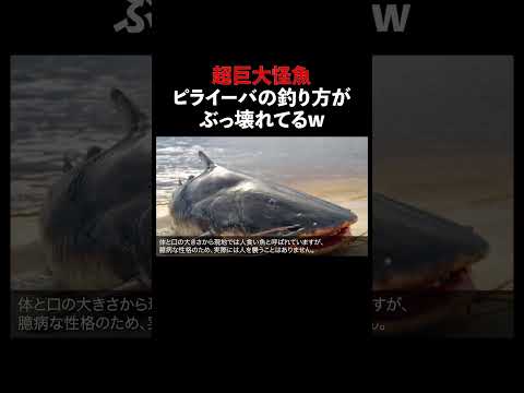 ピライーバ 怪魚 生態解説 雑学 サムネイル