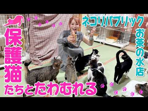 【話題の癒し】お茶の水の保護猫カフェでまったり幸せ時間｜寄付も考えた神回