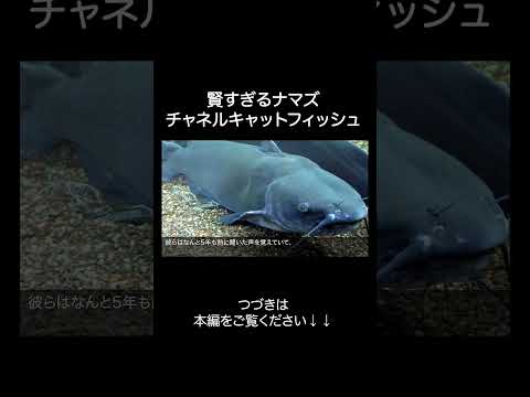 チャネルキャットフィッシュが賢すぎる サムネイル