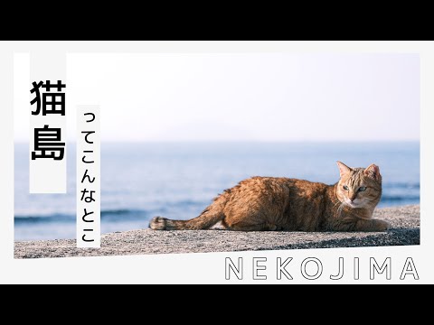 猫が沢山いる島「相島」で写真を撮るぞ！ | いいとこめぐり 13 サムネイル