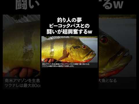 ピーコックバス 怪魚 生態解説 雑学 サムネイル