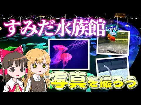 ヤバすぎる水槽盛りだくさん！すみだ水族館でいい感じの写真を撮ろう！霊夢と魔理沙がすみだ水族館に行くよ【ゆっくり実況解説… サムネイル