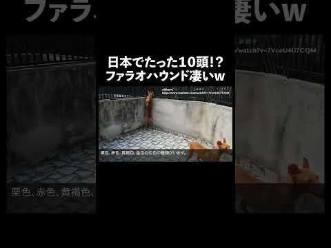 ファラオハウンド 犬 生態解説 雑学 サムネイル