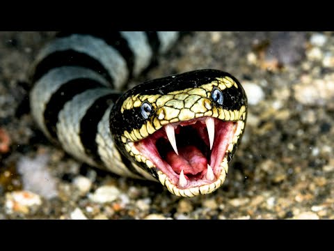最も危険な猛毒ウミヘビ TOP10 サムネイル