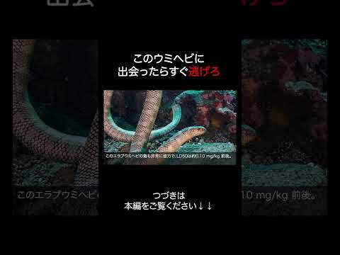 エラブウミヘビが危険すぎる サムネイル