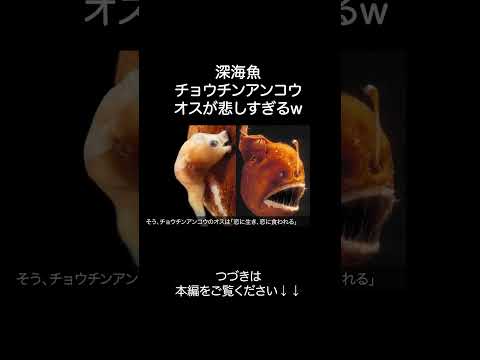 深海魚チョウチンアンコウがざんねんすぎるw サムネイル