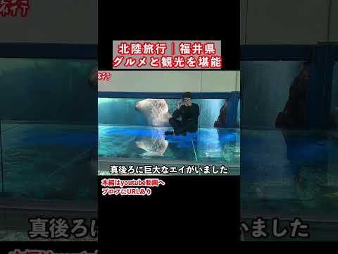 【福井旅行】福井県のグルメと観光スポットを巡る2泊3日が最高すぎた 福井県 福井旅行 福井観光
