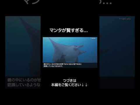マンタが賢すぎる サムネイル
