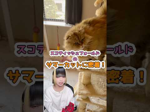 【激変】ピアス系YouTubeの愛猫のサマーカット！ねこ スコティッシュフォールド 毛玉