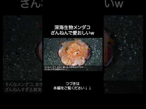深海魚メンダコがざんねんすぎるw サムネイル