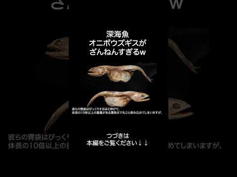 深海魚オニボウズギスがざんねんすぎるw サムネイル