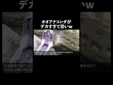 オオアナコンダ 蛇 生態解説 雑学 サムネイル
