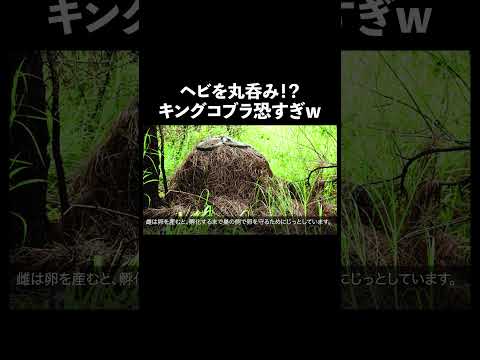 キングコブラ #蛇 #生態解説 #雑学 サムネイル