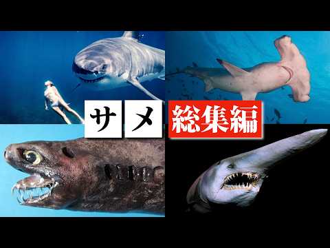 【一気見】サメ ランキング総集編 サムネイル