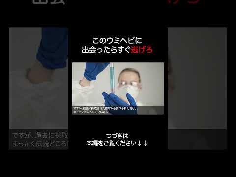 ウロコウミヘビが危険すぎる サムネイル