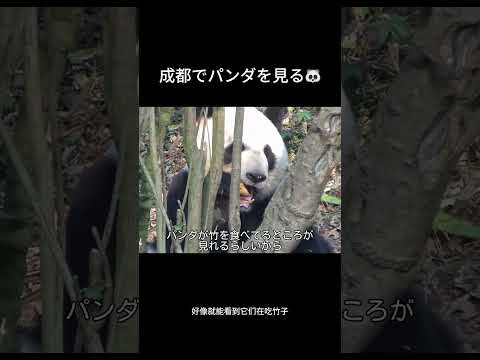 成都のパンダ🐼