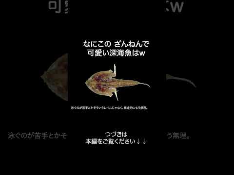 深海魚ワヌケフウリュウウオがざんねんすぎるw サムネイル