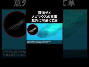 メガマウス意外に可愛くて草 #深海生物 #生態解説 #雑学トレンドとはgoogle/twitter