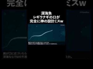 シギウナギ #深海生物 #生態解説 #雑学ビビッとランキング