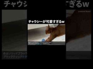 トレンド創作動画 | チャウシー #猫 #生態解説 #雑学【YouTubeおすすめ】