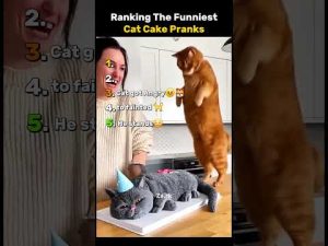 最新！猫のケーキいたずらランキング＆ユーモア満載の驚きの瞬間 – 秘密の花園search